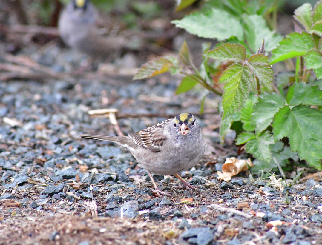 White-crowned x Golden-crowned Sparrow (hybrid) - ML617700707