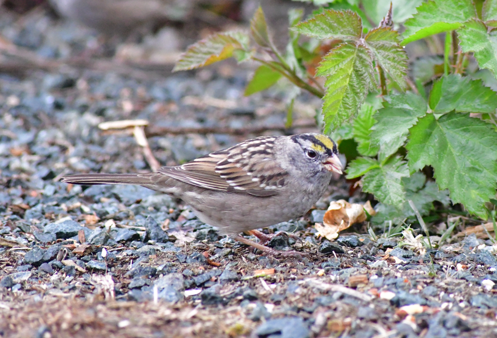 White-crowned x Golden-crowned Sparrow (hybrid) - Emma Radziul