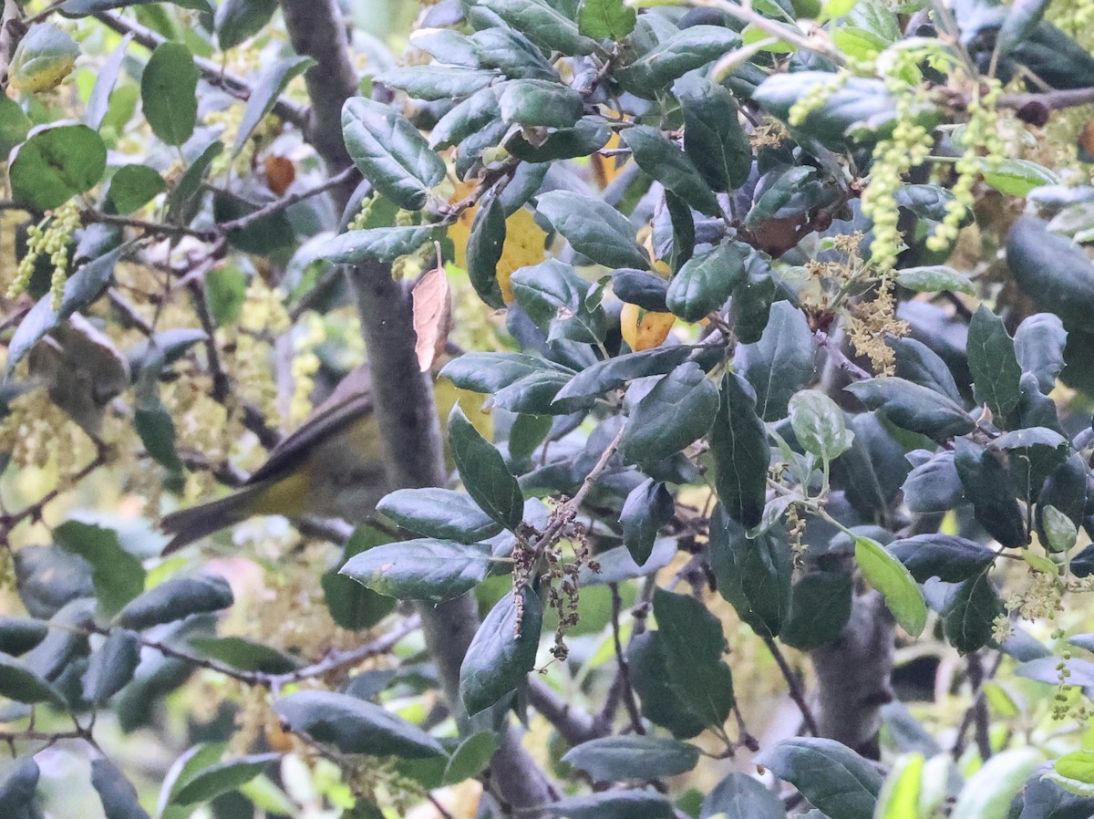 Nashville Warbler - ML617700709