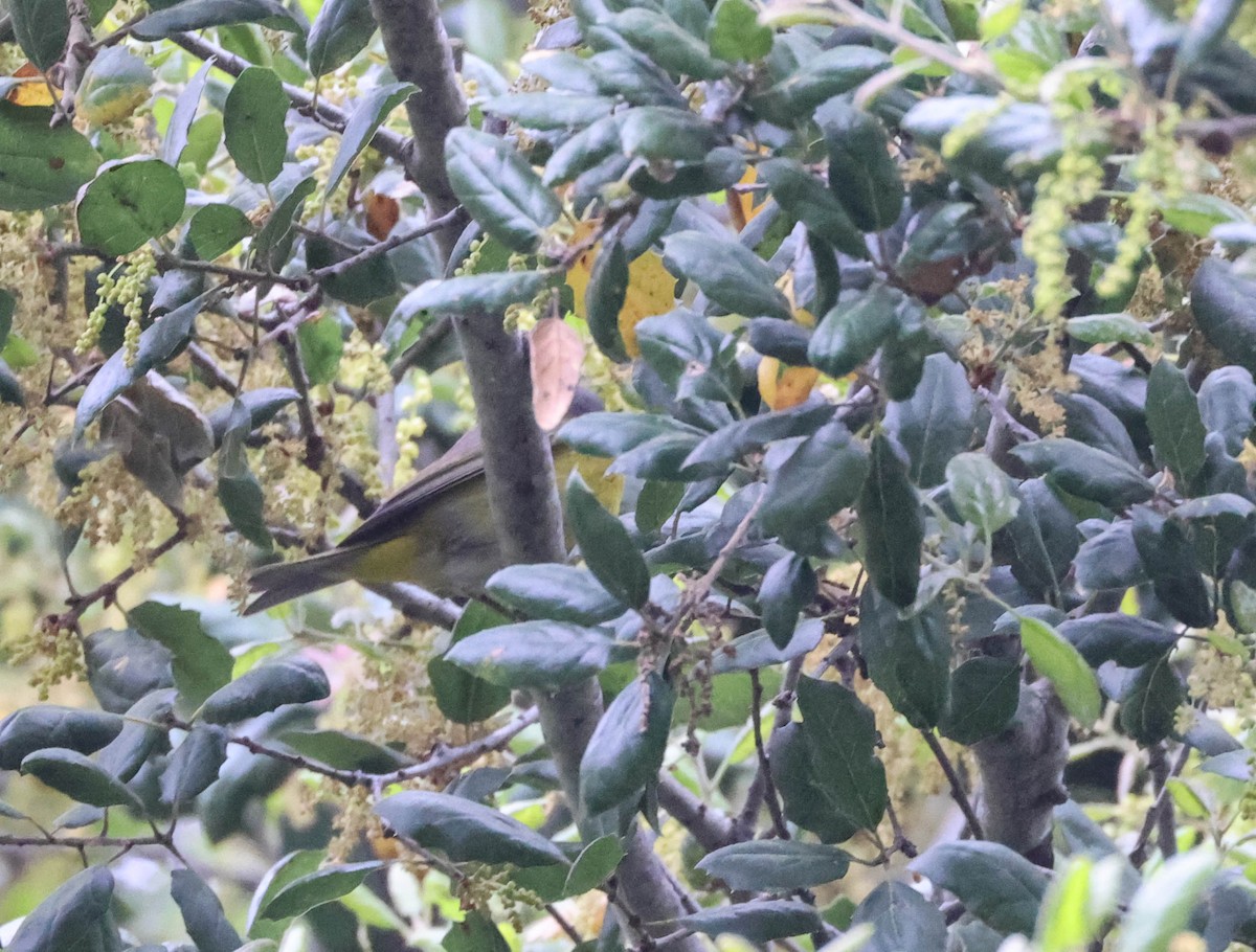 Nashville Warbler - ML617700711