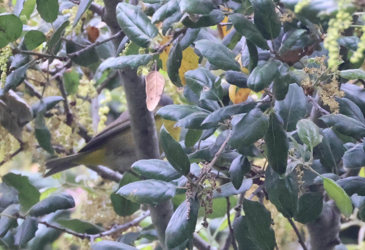 Nashville Warbler - ML617700712