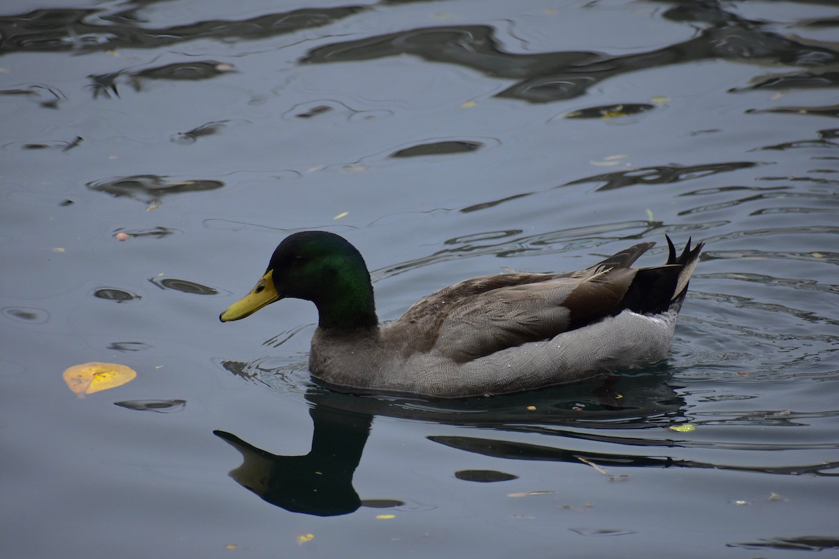 Mallard (Domestic type) - ML617700718