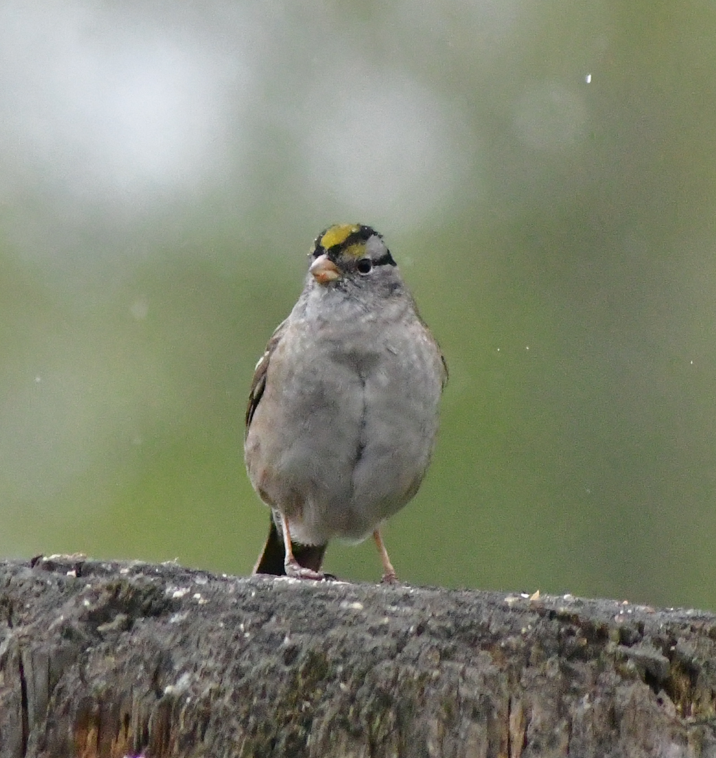 White-crowned x Golden-crowned Sparrow (hybrid) - ML617700727
