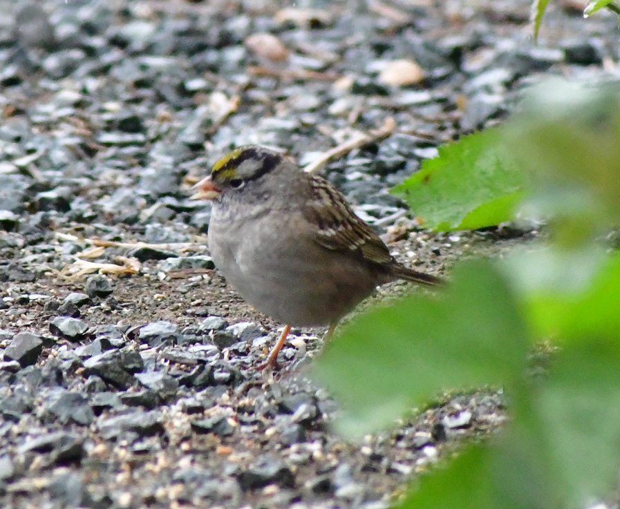 White-crowned x Golden-crowned Sparrow (hybrid) - ML617700729
