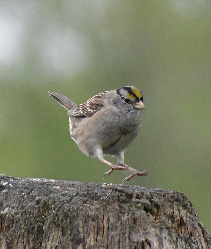 White-crowned x Golden-crowned Sparrow (hybrid) - ML617700730