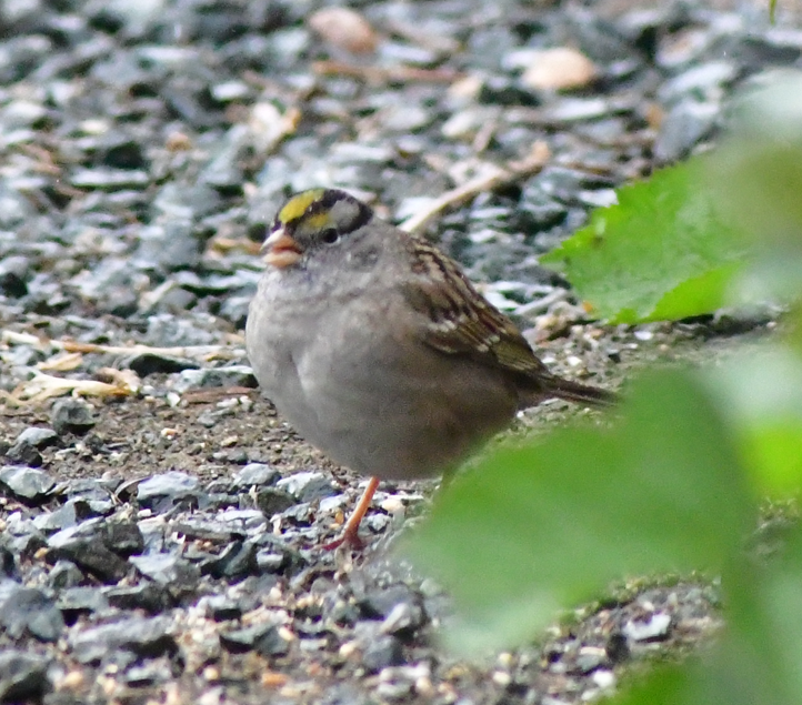 White-crowned x Golden-crowned Sparrow (hybrid) - ML617700731