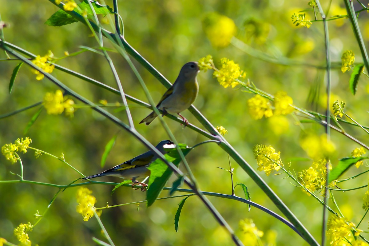 Lawrence's Goldfinch - Philip Fiorio