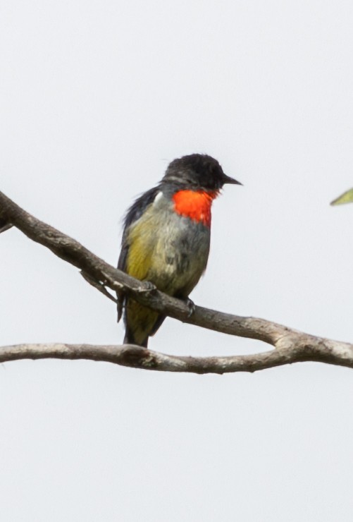 Black-sided Flowerpecker - ML617700745