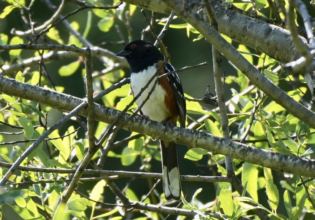 Spotted Towhee - Ryan Ludman