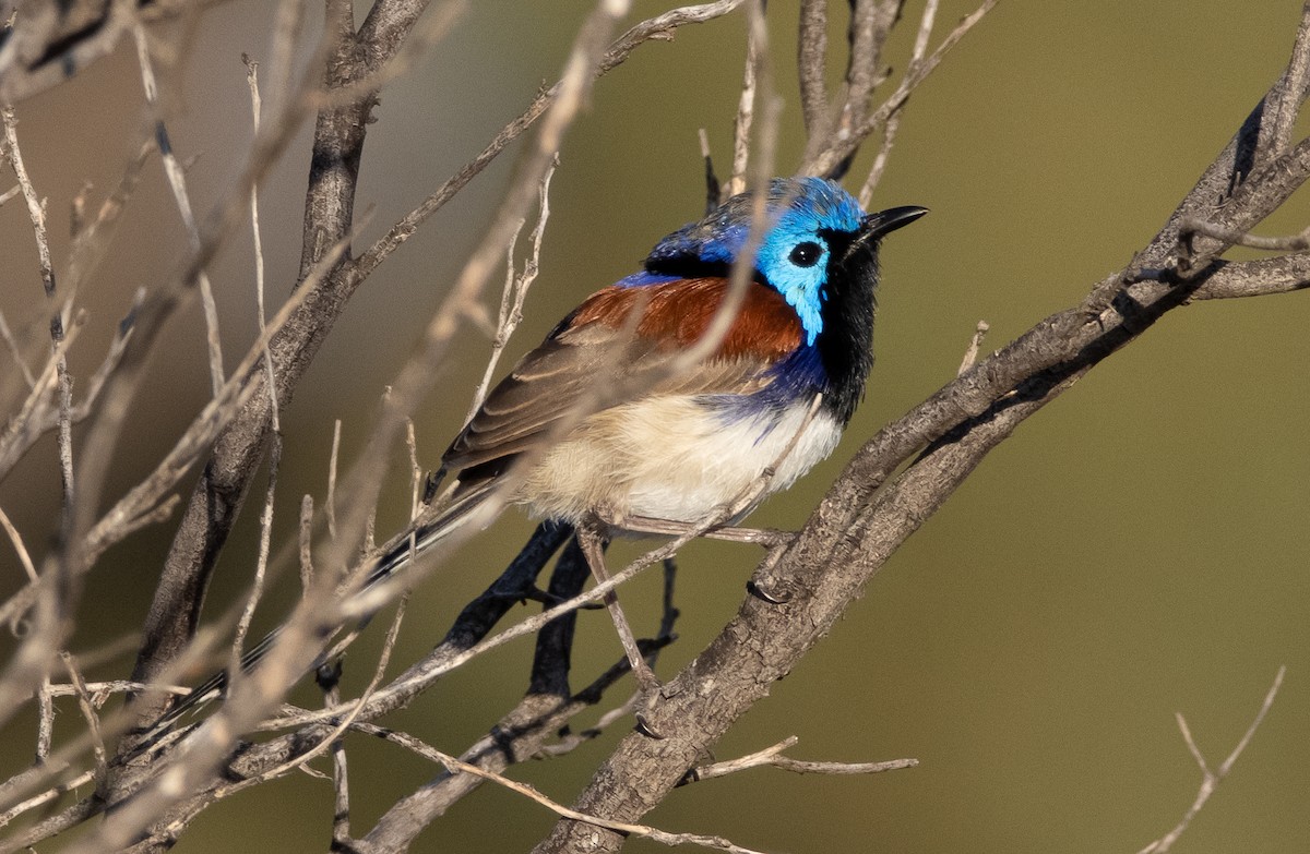 Purple-backed Fairywren (Purple-backed) - Mitch Rose