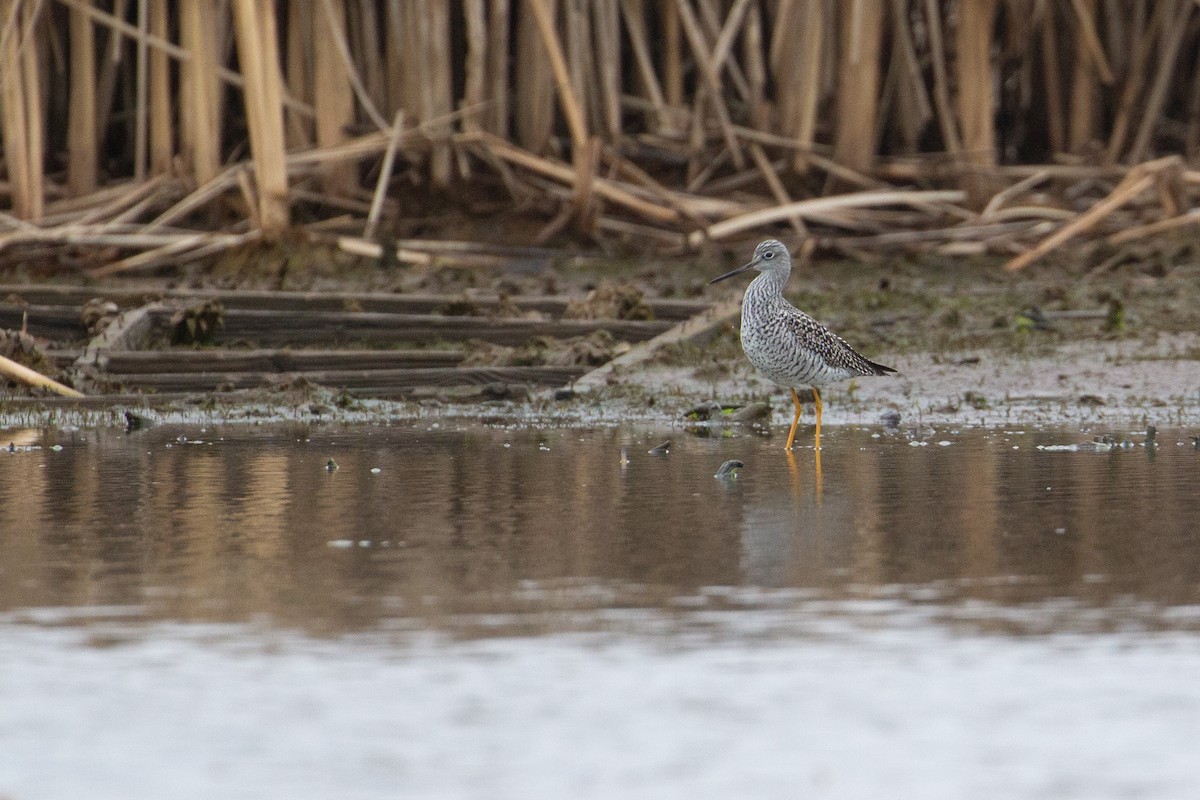 Greater Yellowlegs - Rowan Gibson