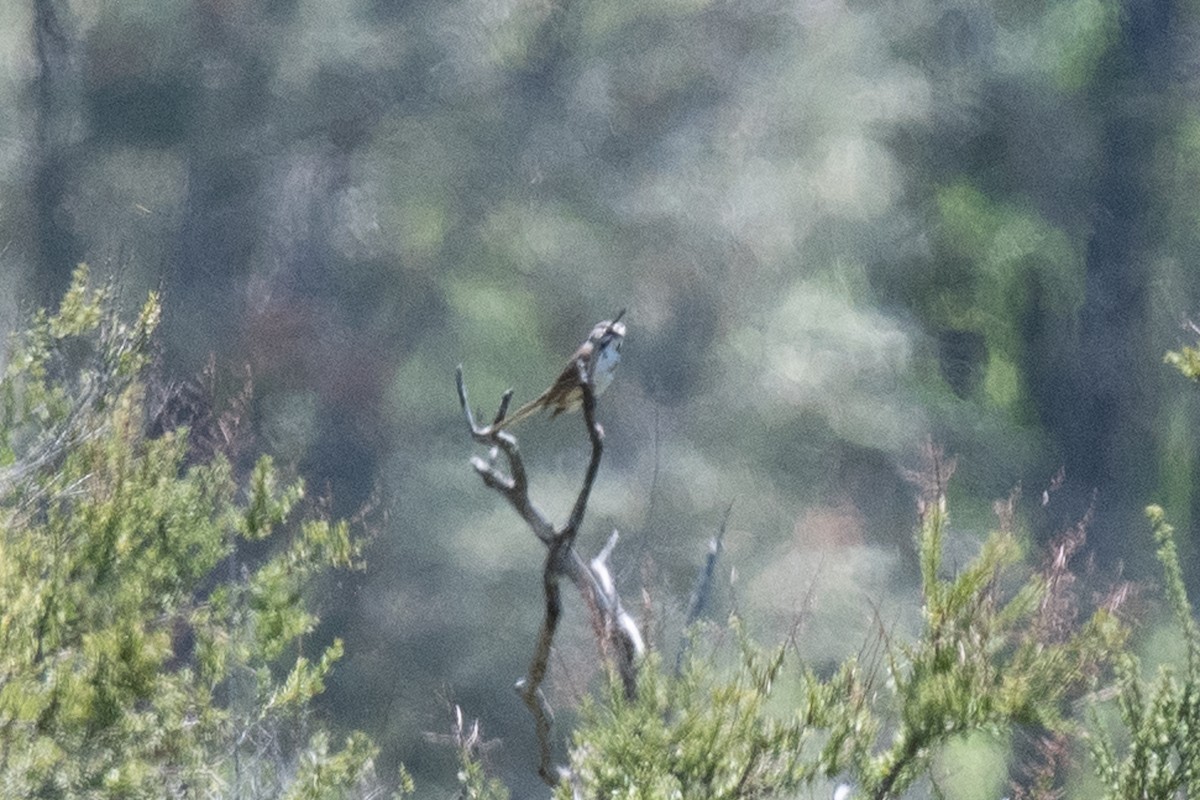 Bell's Sparrow - ML617700843