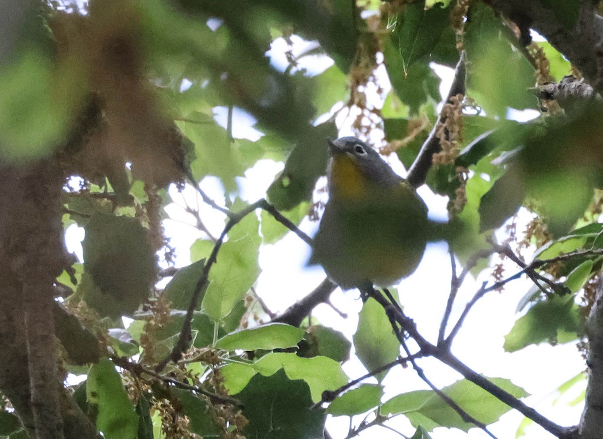 Nashville Warbler - ML617700847