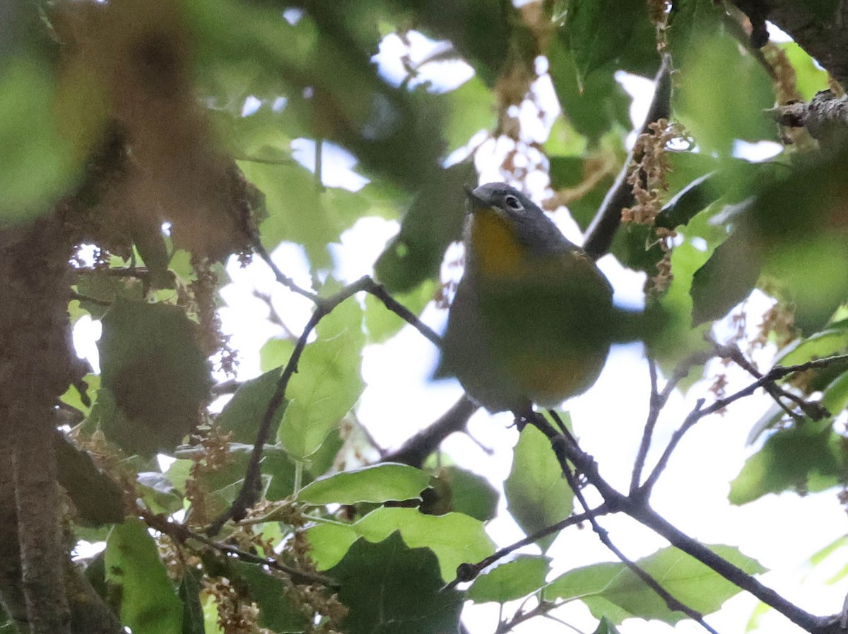 Nashville Warbler - ML617700849