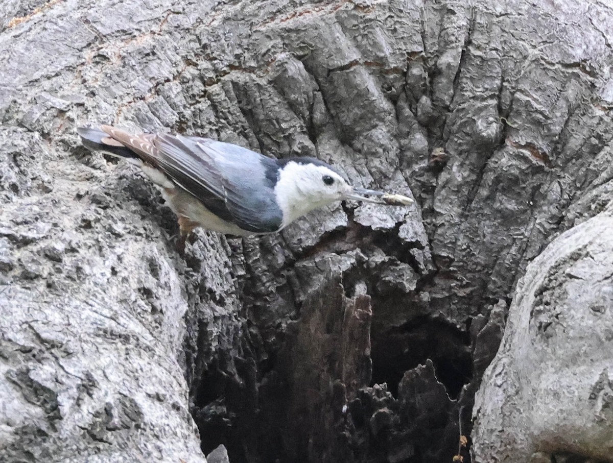 White-breasted Nuthatch - Tracy Drake