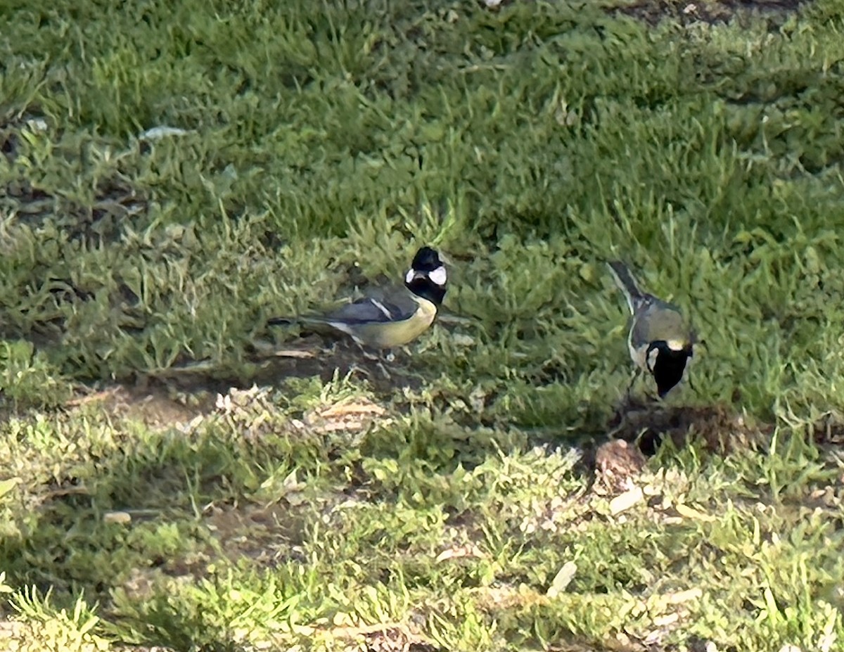 Great Tit - ML617700949