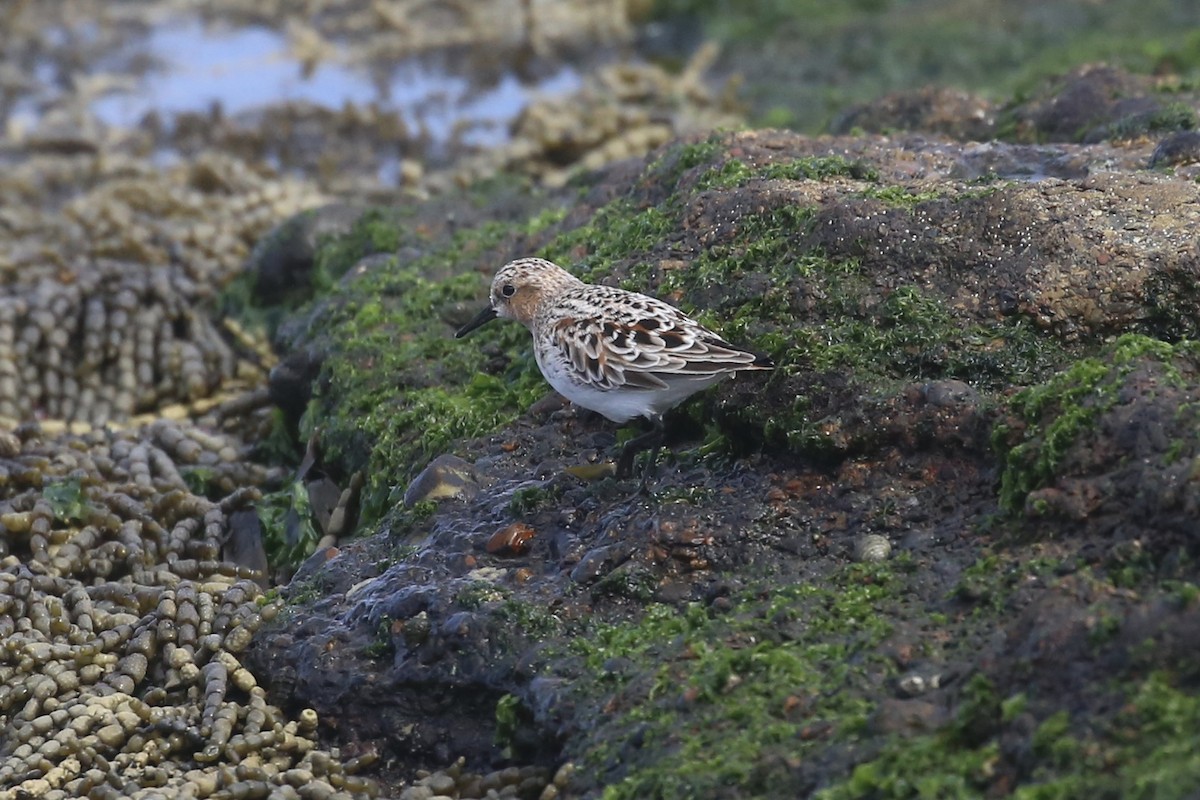 rødstrupesnipe - ML617701053