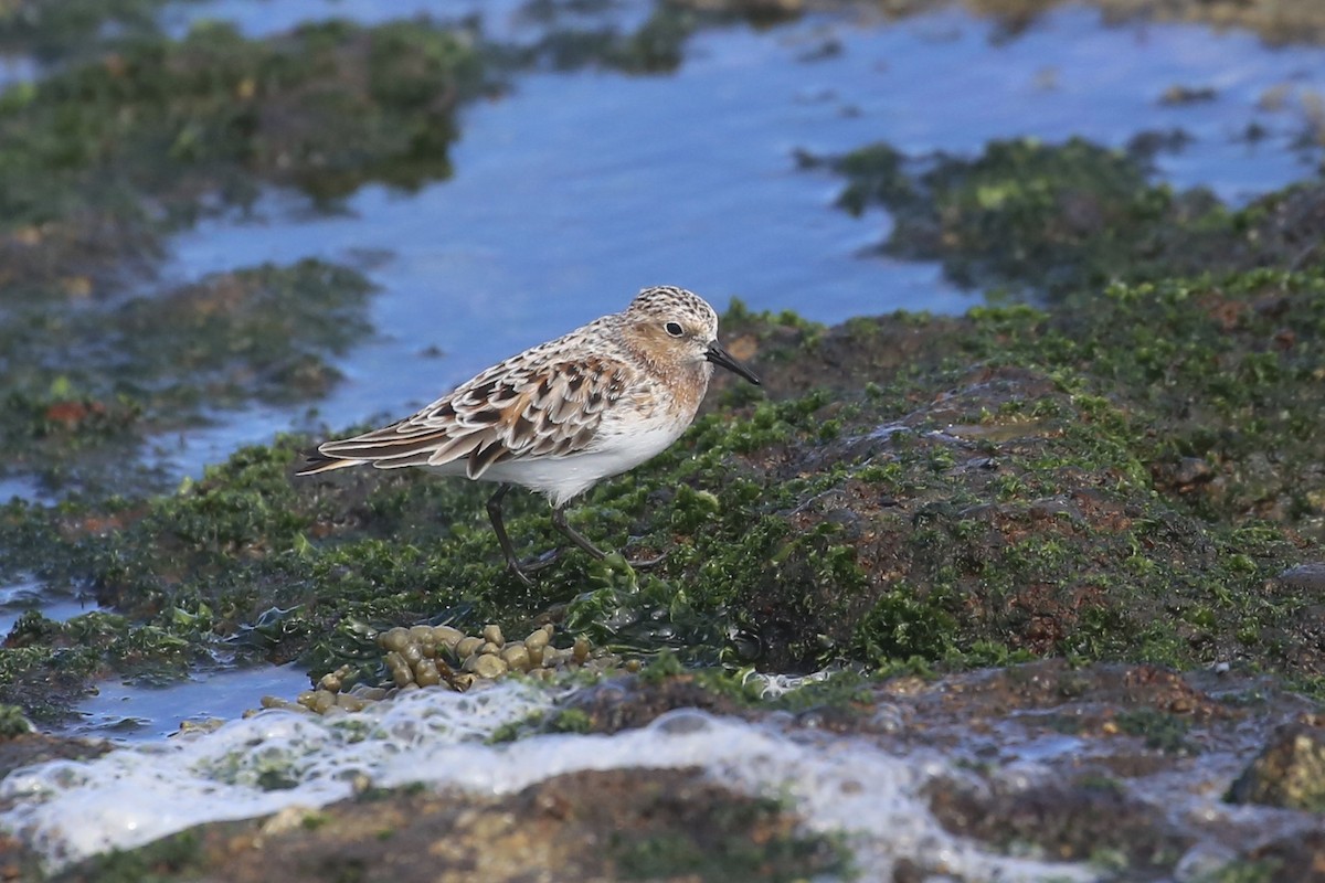 rødstrupesnipe - ML617701054