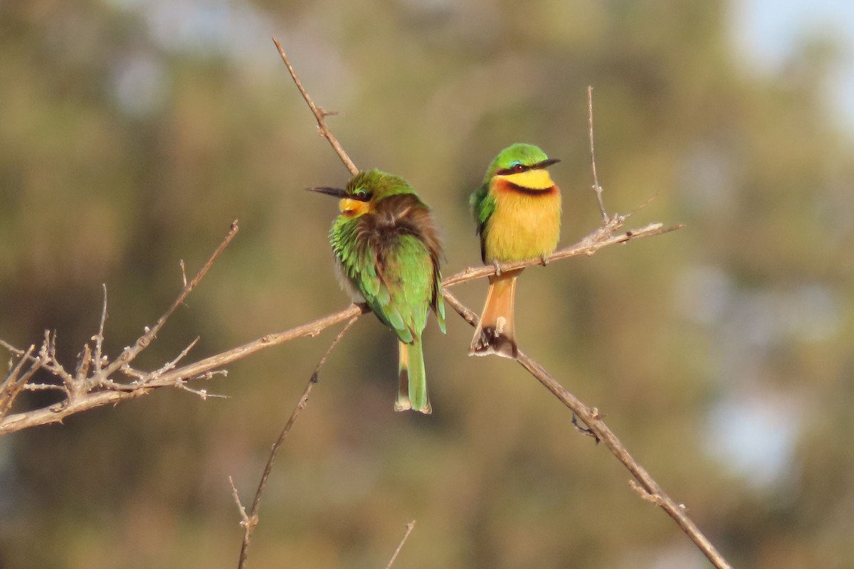 Little Bee-eater - ML617701068