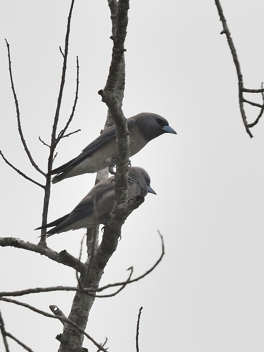 Ashy Woodswallow - ML617701099