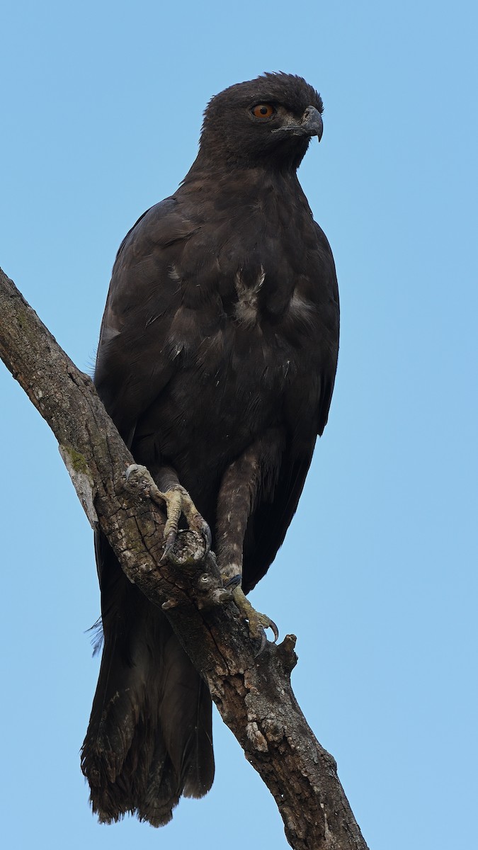 Águila Variable - ML617701162