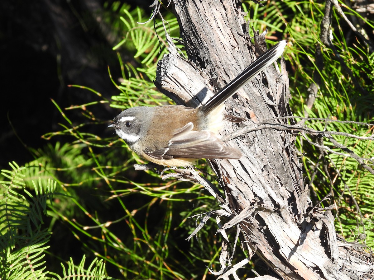 New Zealand Fantail - L. Burkett