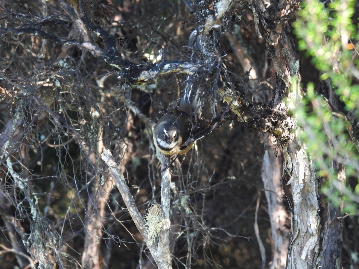 New Zealand Fantail - L. Burkett