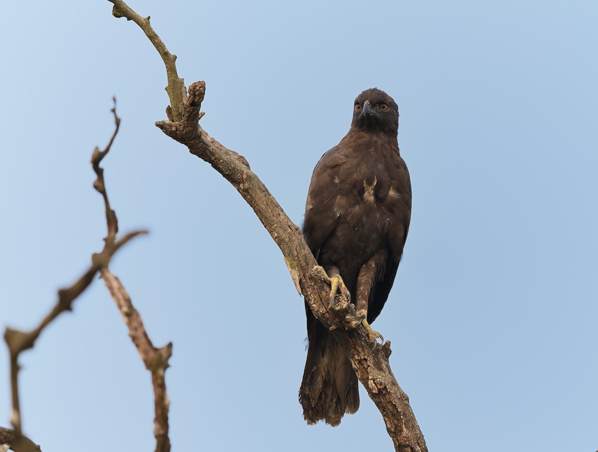 Changeable Hawk-Eagle - ML617701212