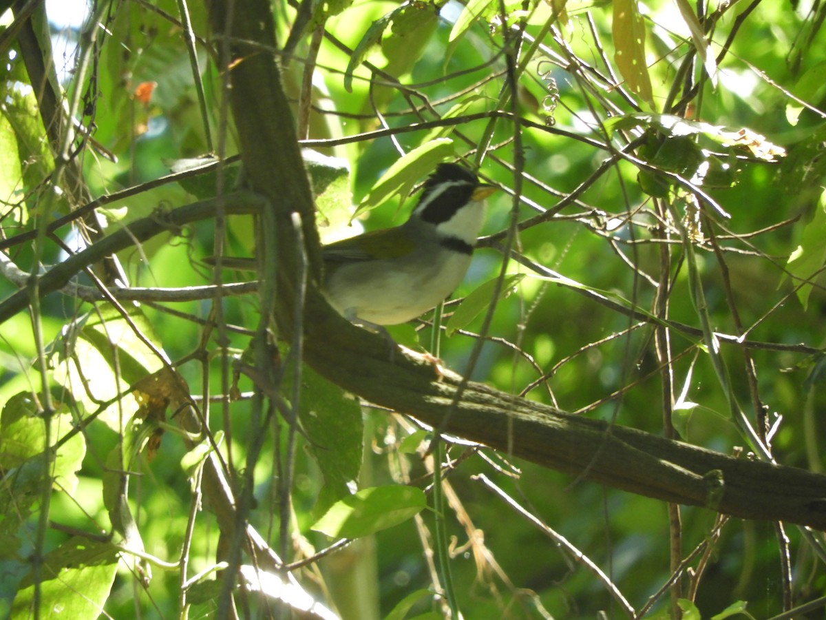 Moss-backed Sparrow - ML617701216