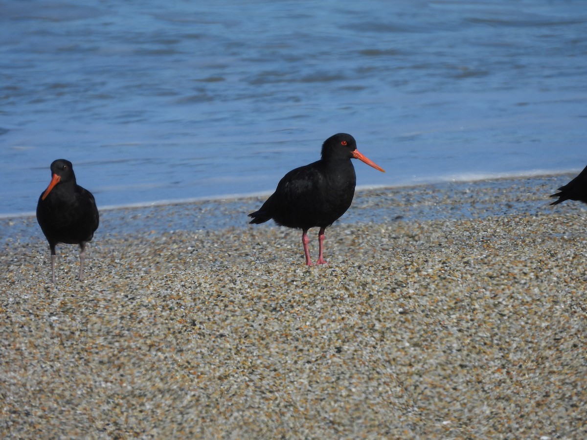 Variable Oystercatcher - L. Burkett