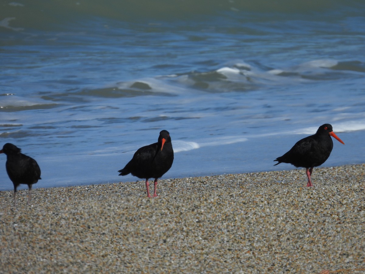 Variable Oystercatcher - L. Burkett