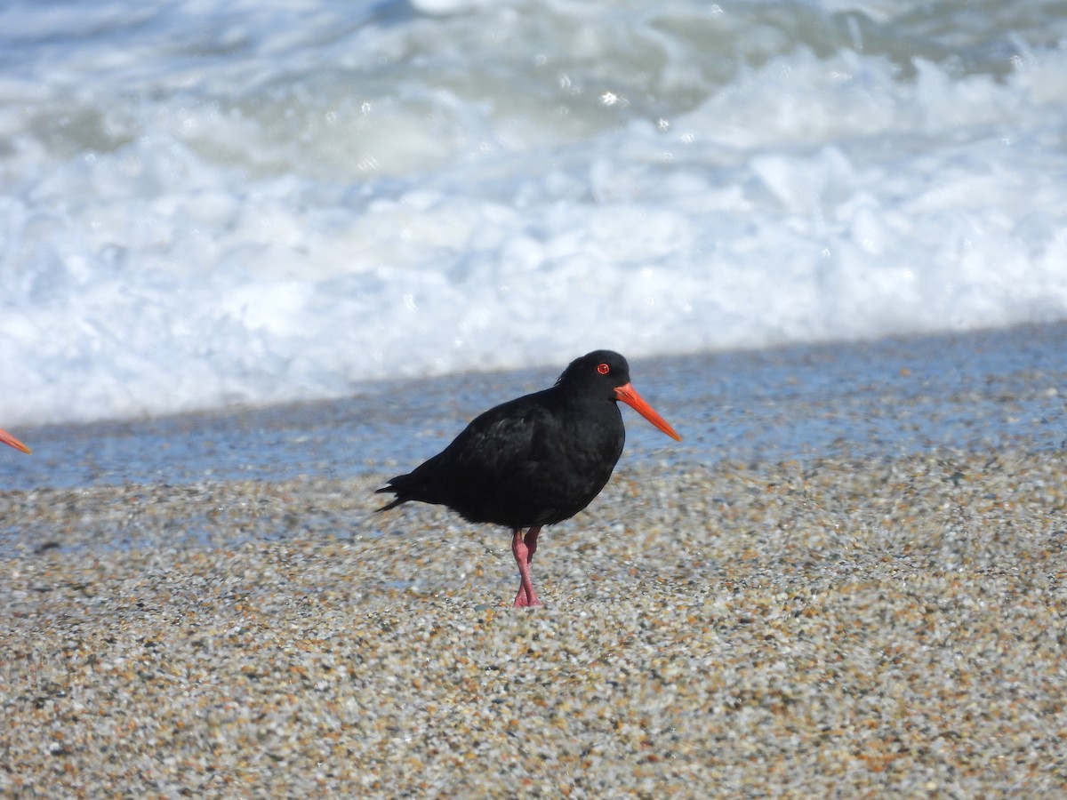 Variable Oystercatcher - ML617701238