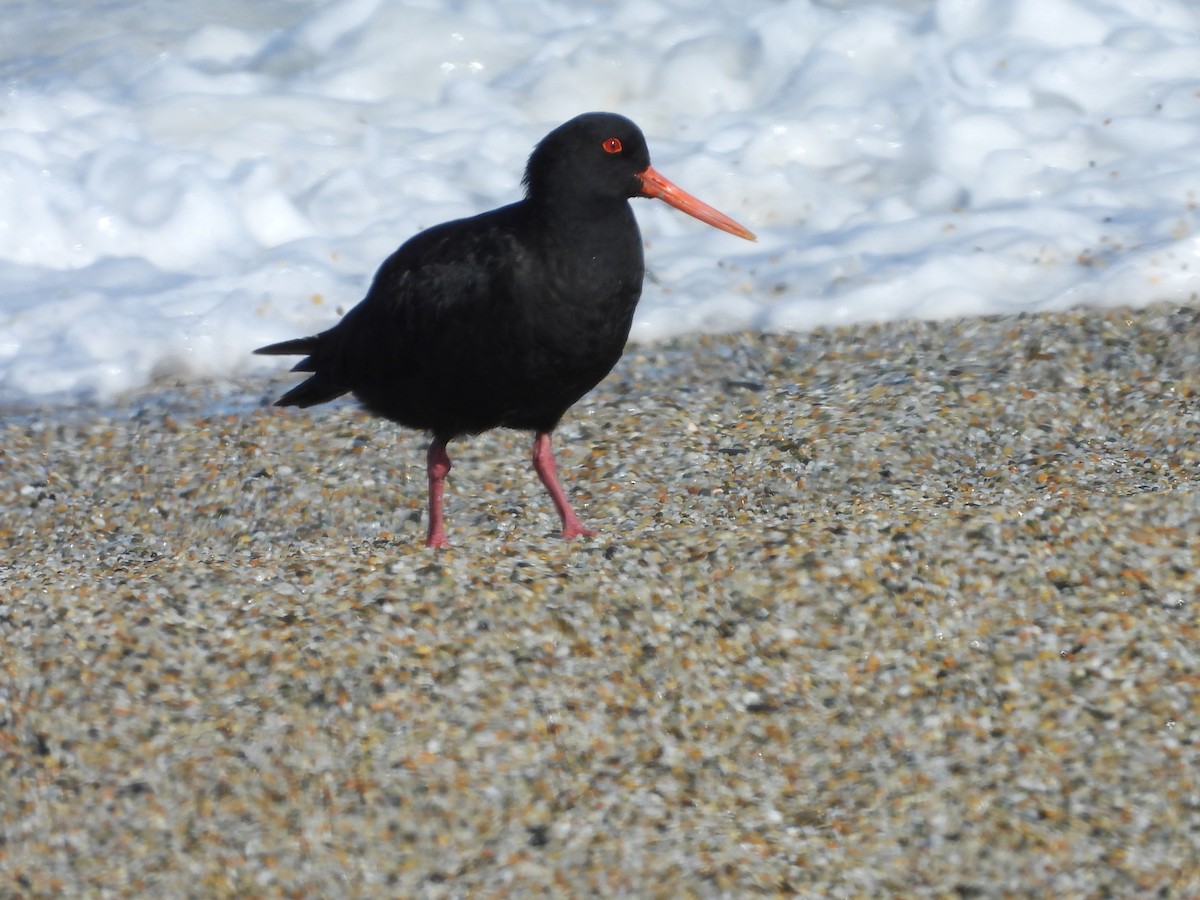 Variable Oystercatcher - ML617701239