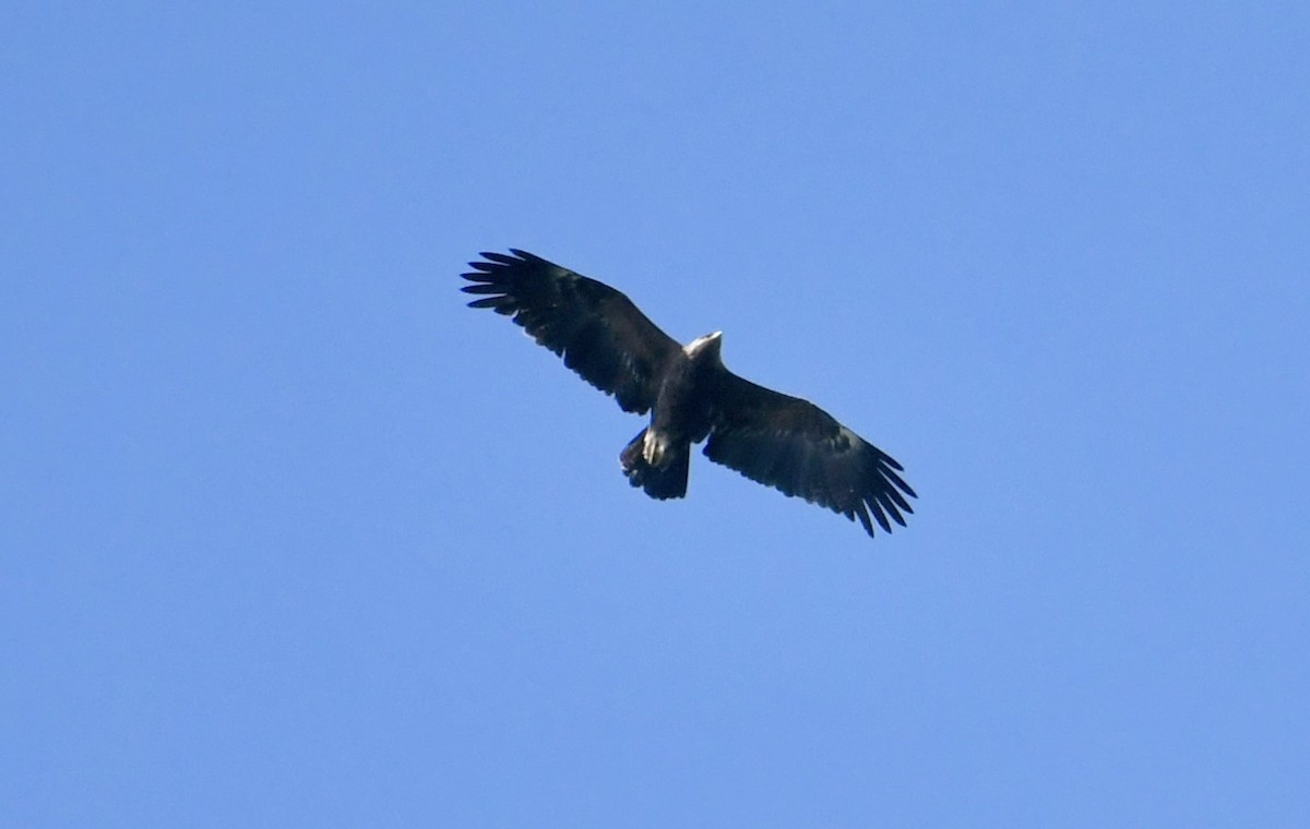 Águila Pomerana - ML617701240