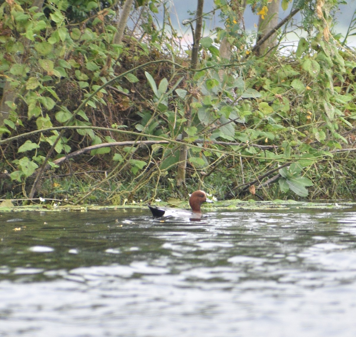 Eurasian Wigeon - ML617701245