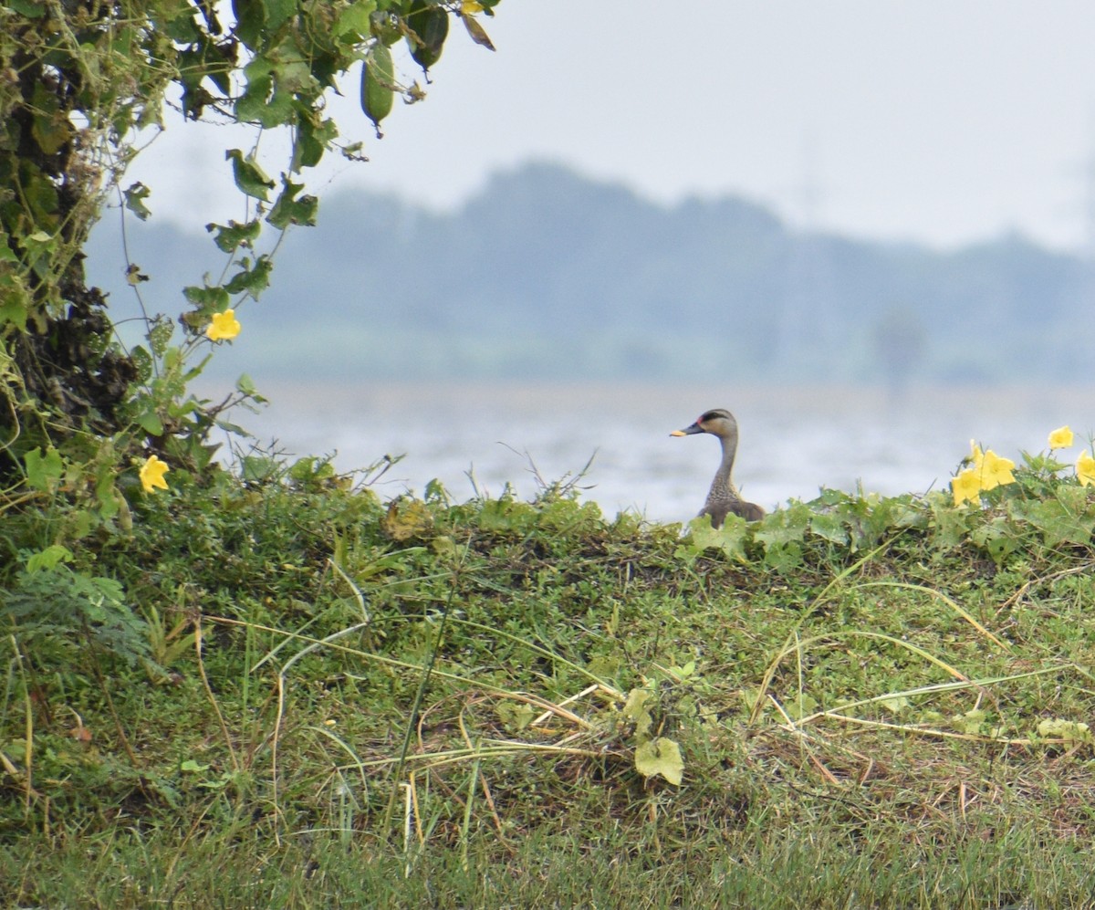 Indian Spot-billed Duck - ML617701251