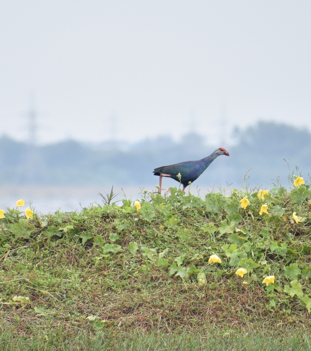 Gray-headed Swamphen - ML617701257