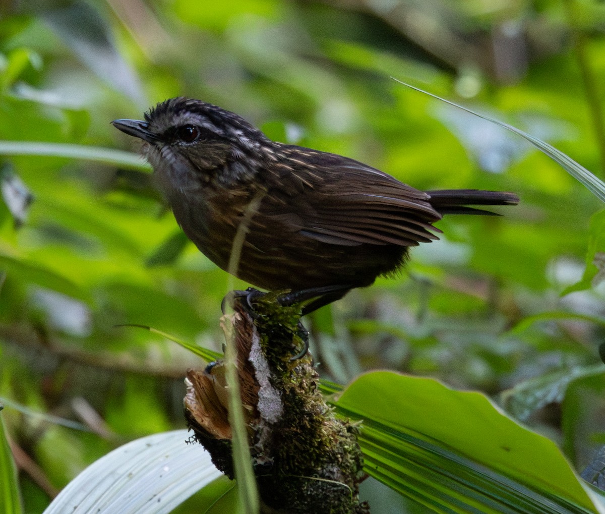 Mountain Wren-Babbler - ML617701279