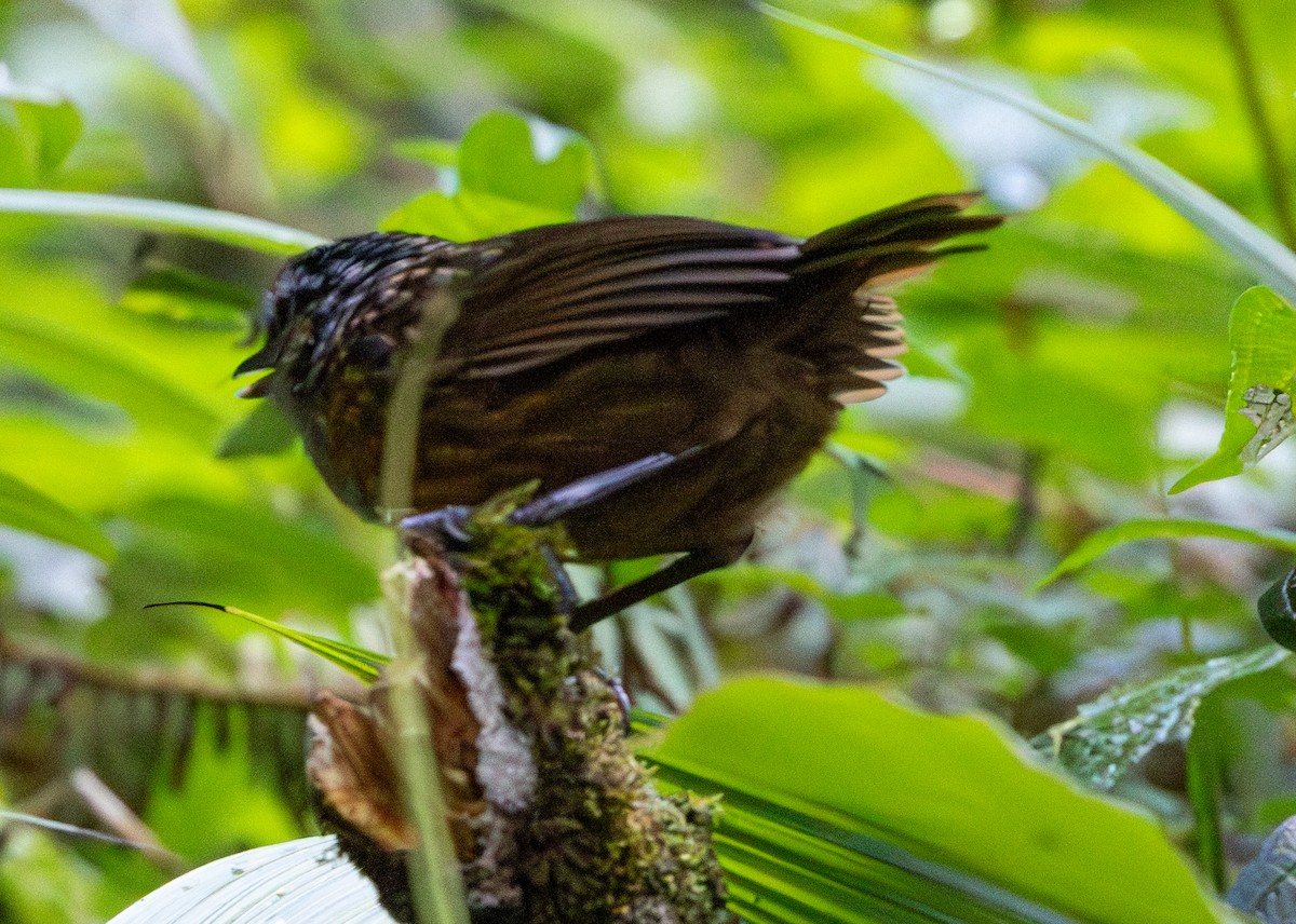 Mountain Wren-Babbler - ML617701284