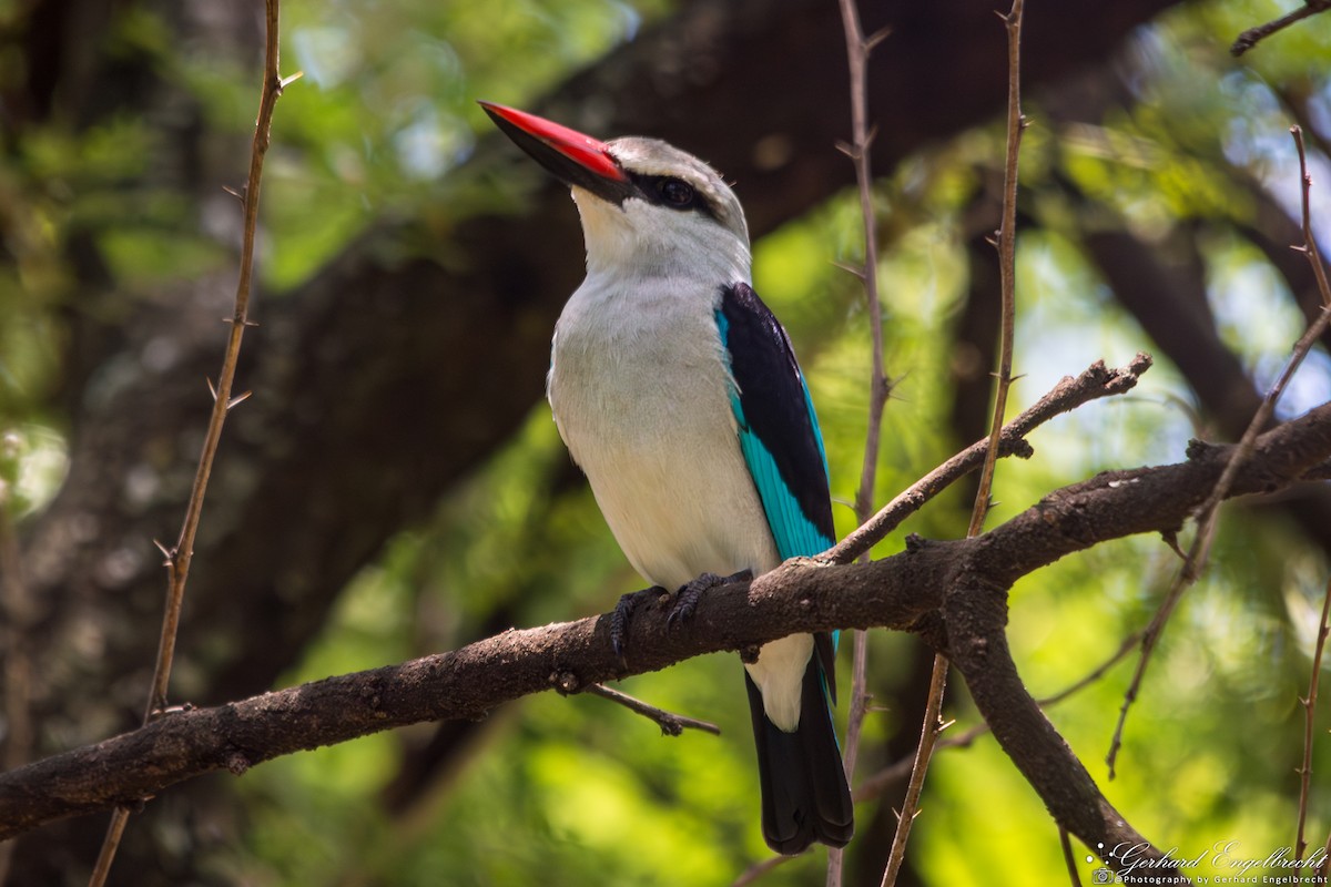 Woodland Kingfisher - ML617701285