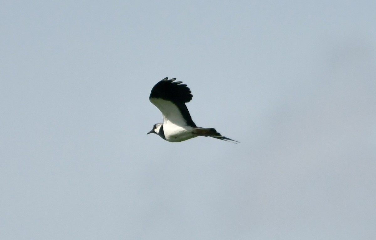 Northern Lapwing - ML617701290