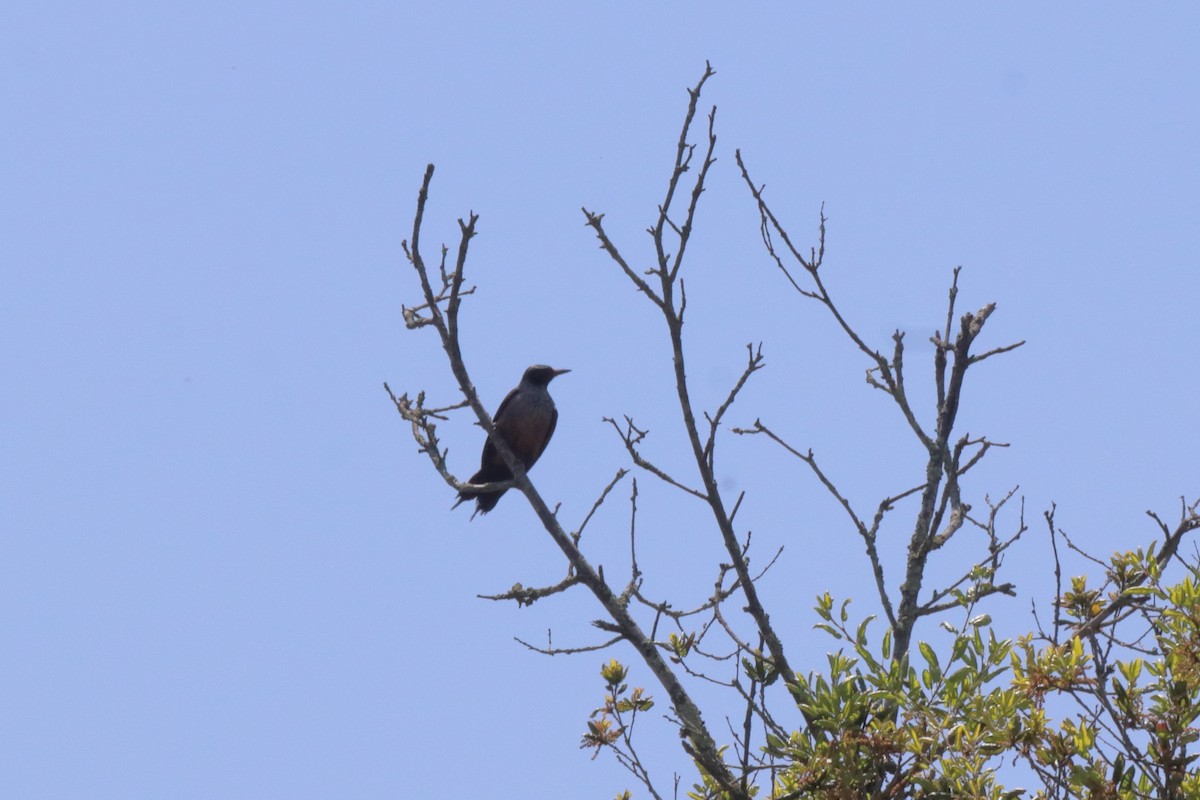 Lewis's Woodpecker - ML617701291