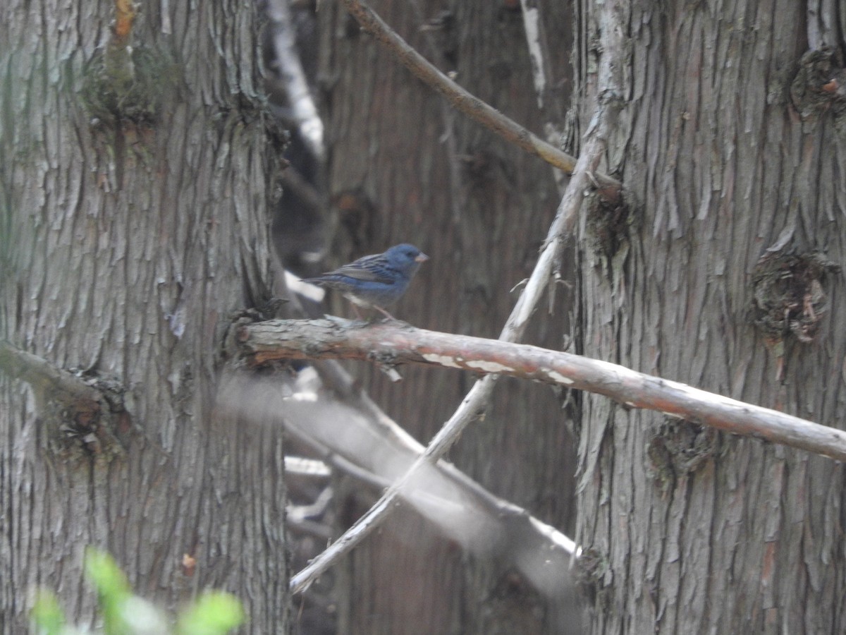 Gray Bunting - Anonymous