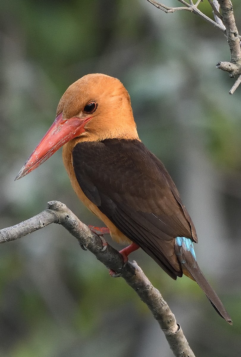 Brown-winged Kingfisher - ML617701297