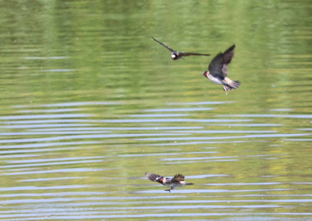 Cliff Swallow - Tracy Drake