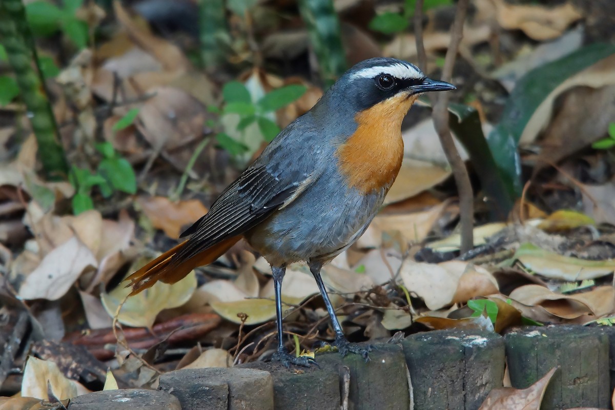 Cape Robin-Chat - ML617701366