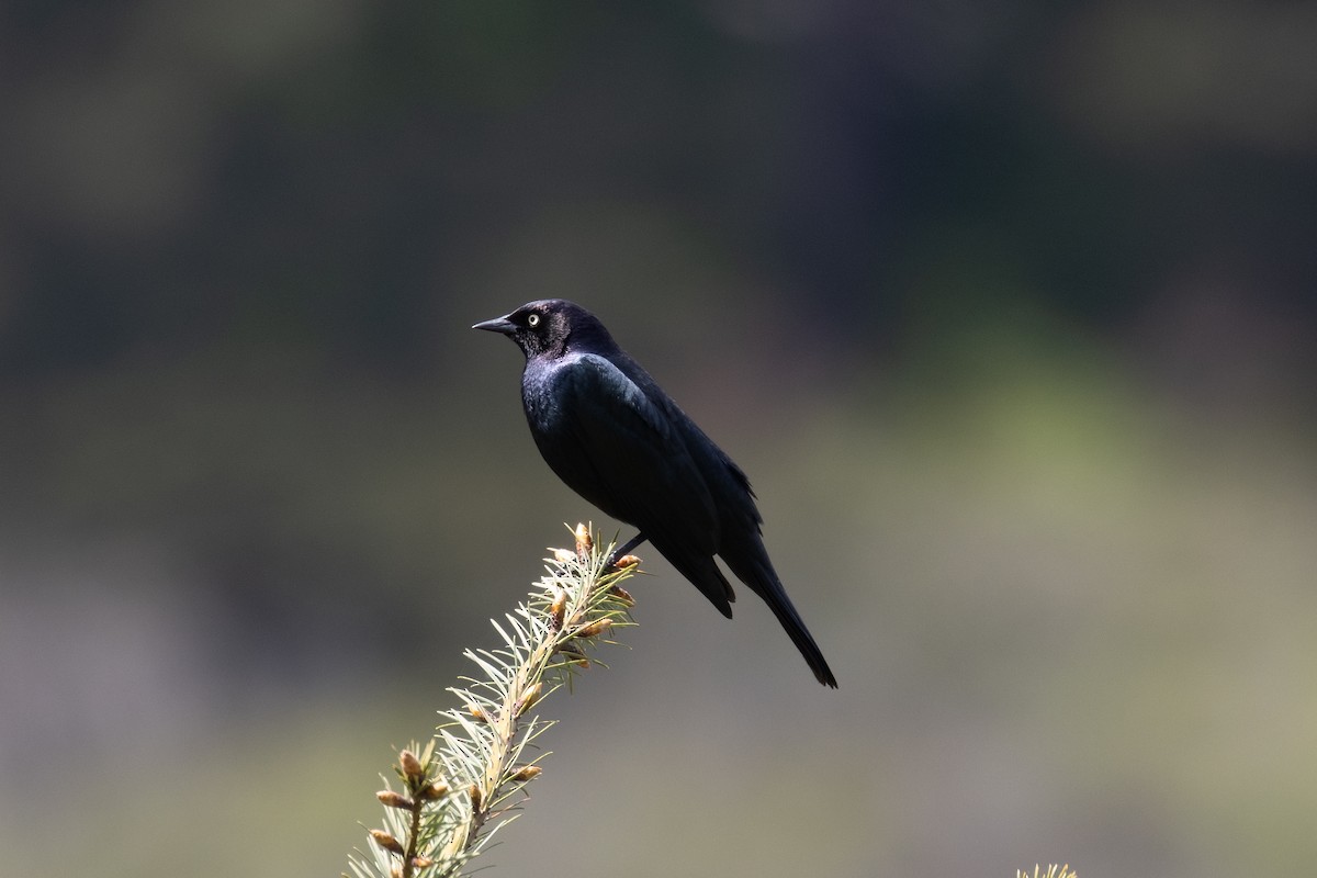 Brewer's Blackbird - ML617701388