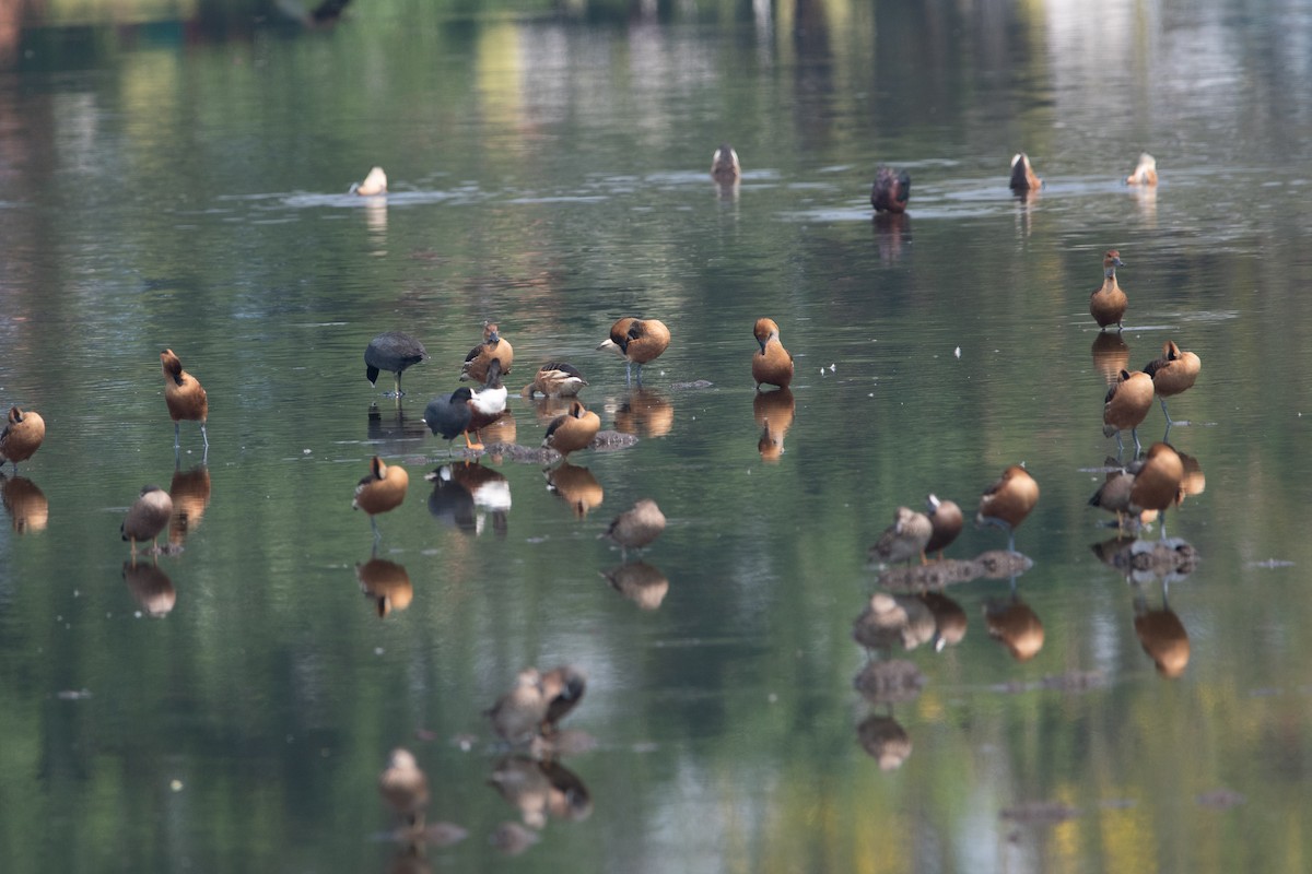 Fulvous Whistling-Duck - Ivani Martínez Paredes