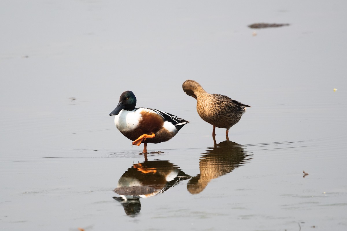 Northern Shoveler - Ivani Martínez Paredes