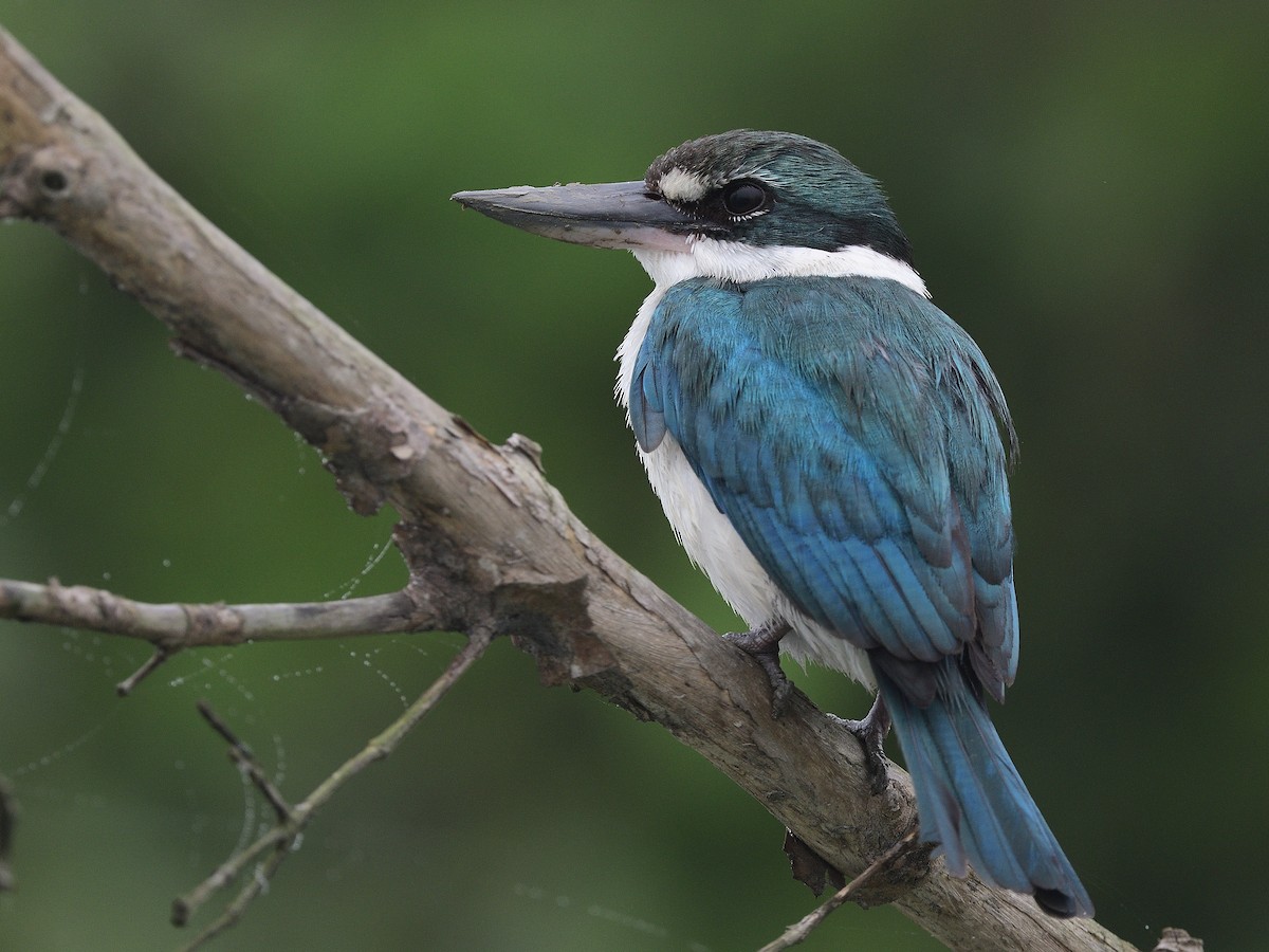 Collared Kingfisher - Bhaskar Mandal